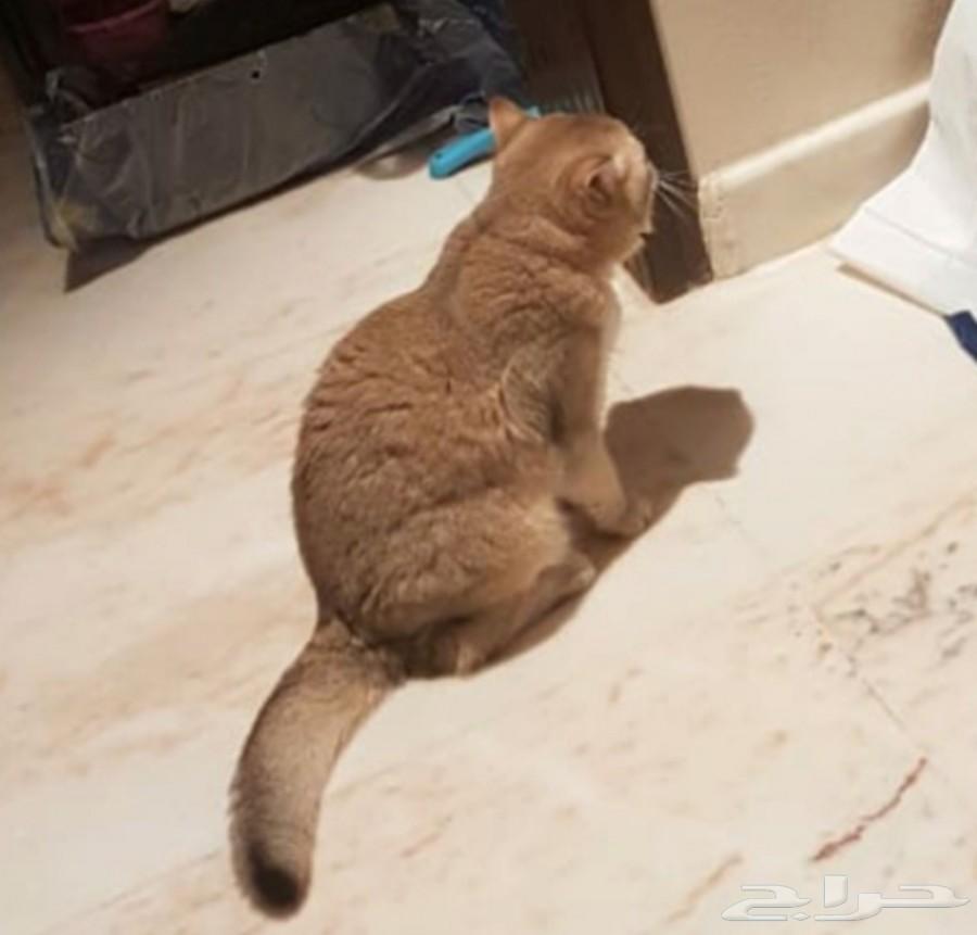 قط سكوتش جولد Ne11 للتزاوج