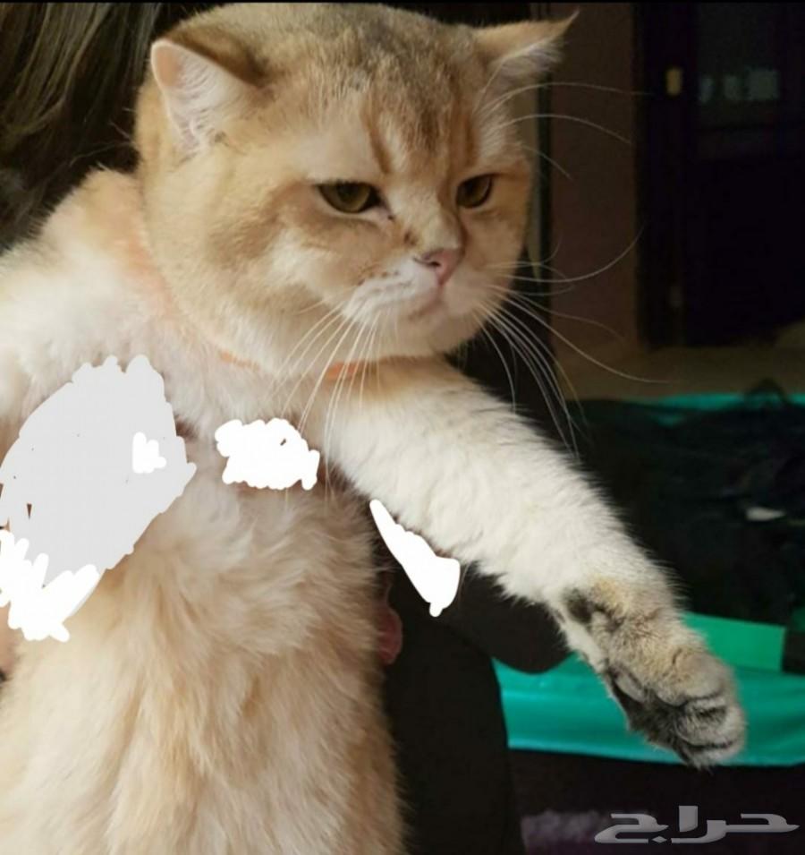 قط سكوتش جولد Ne11 للتزاوج