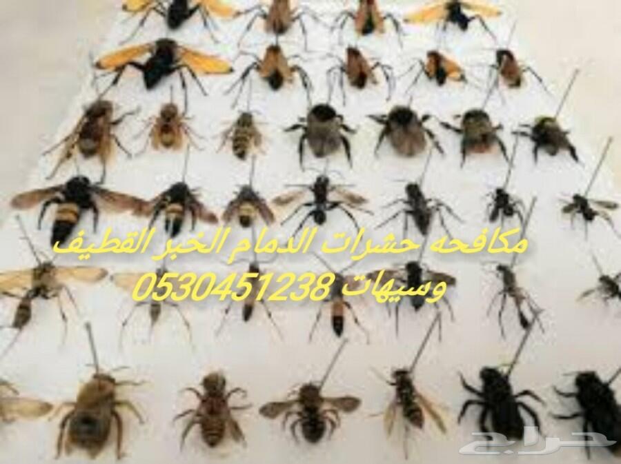 شركة مكافحه حشرات الدمام الخبر القطيف