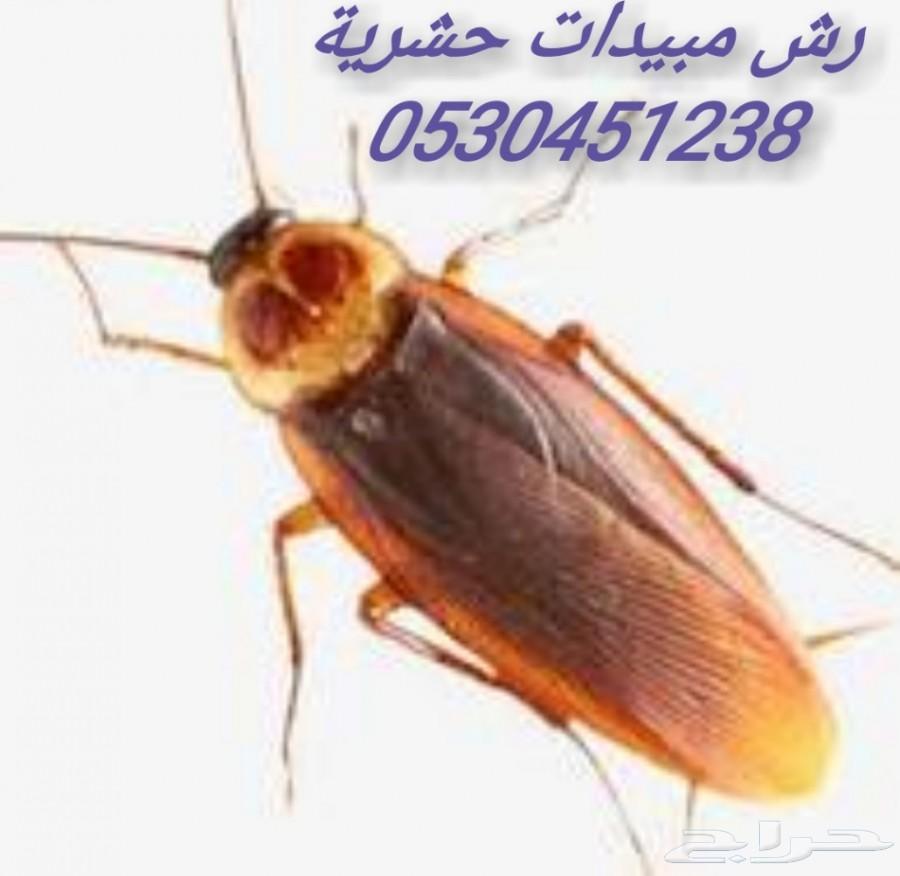 شركة مكافحه حشرات الدمام الخبر القطيف