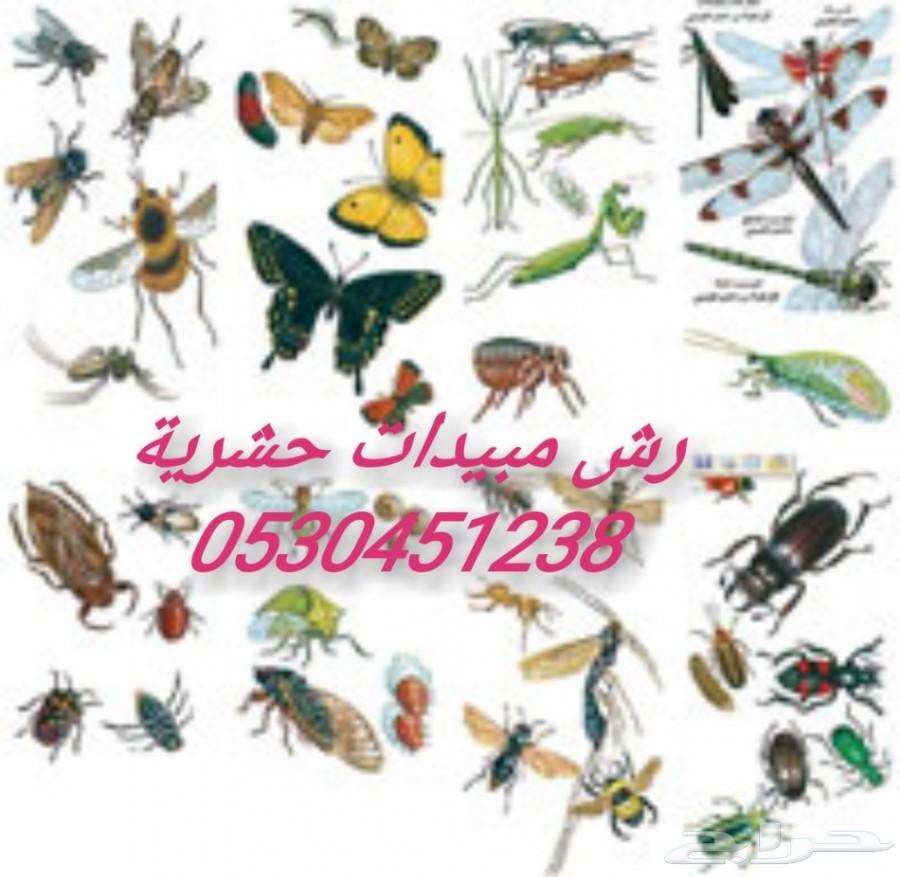 شركة مكافحه حشرات الدمام الخبر القطيف
