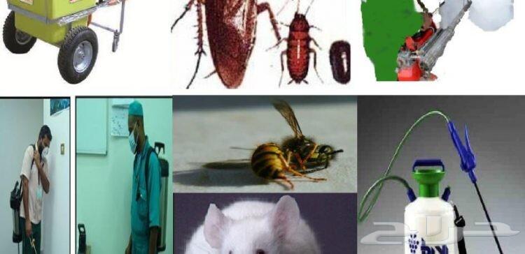 شركة مكافحة حشرات ورش مبيدات وتعقيم بالدمام