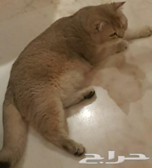 قط سكوتش جولد Ne11 للتزاوج