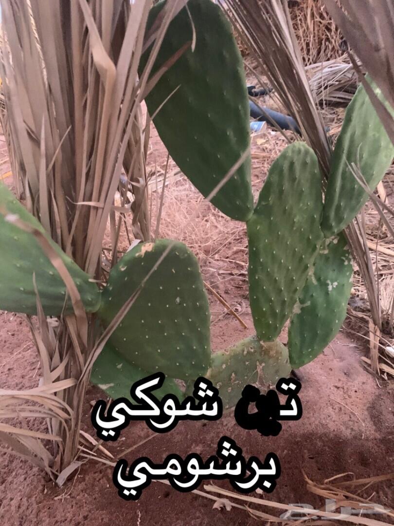 شتلات أشجار مثمرة وزينة