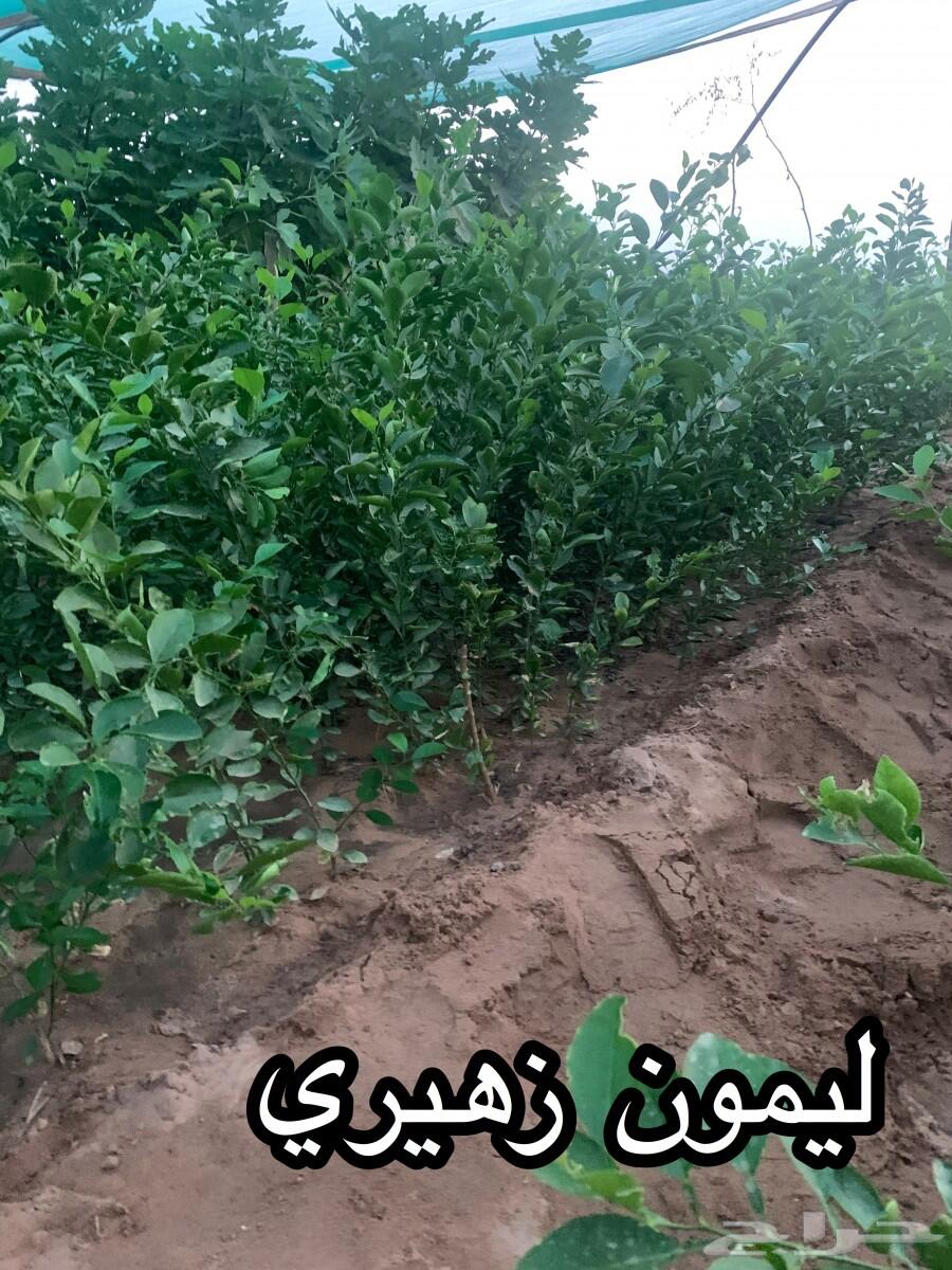 شتلات أشجار مثمرة وزينة