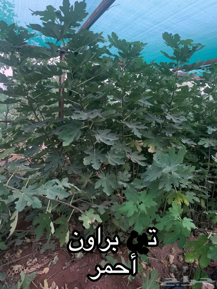 شتلات أشجار مثمرة وزينة