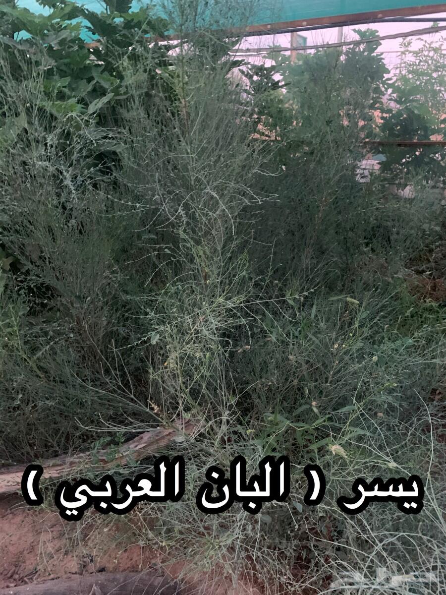 شتلات أشجار مثمرة وزينة