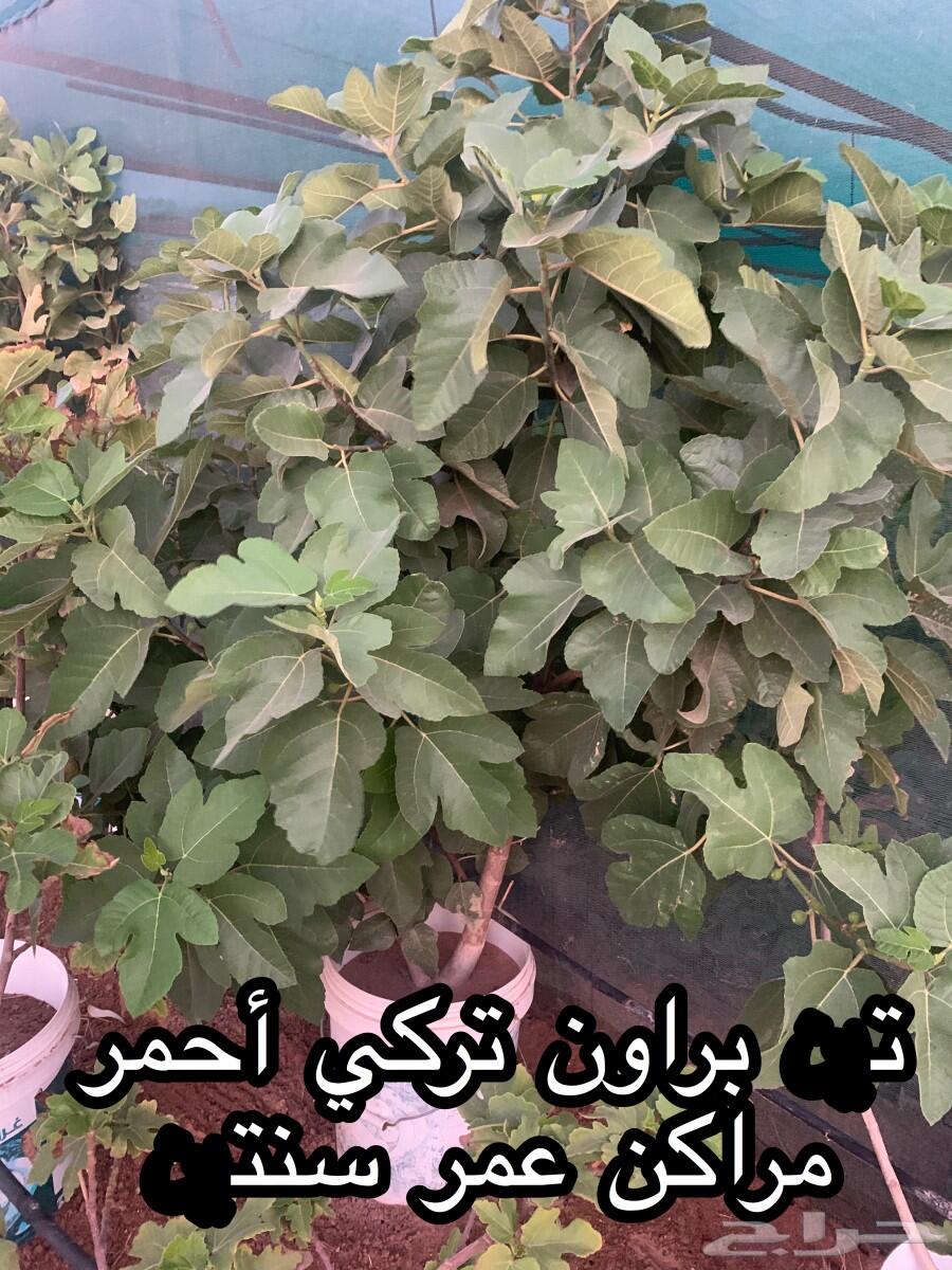 شتلات أشجار مثمرة وزينة