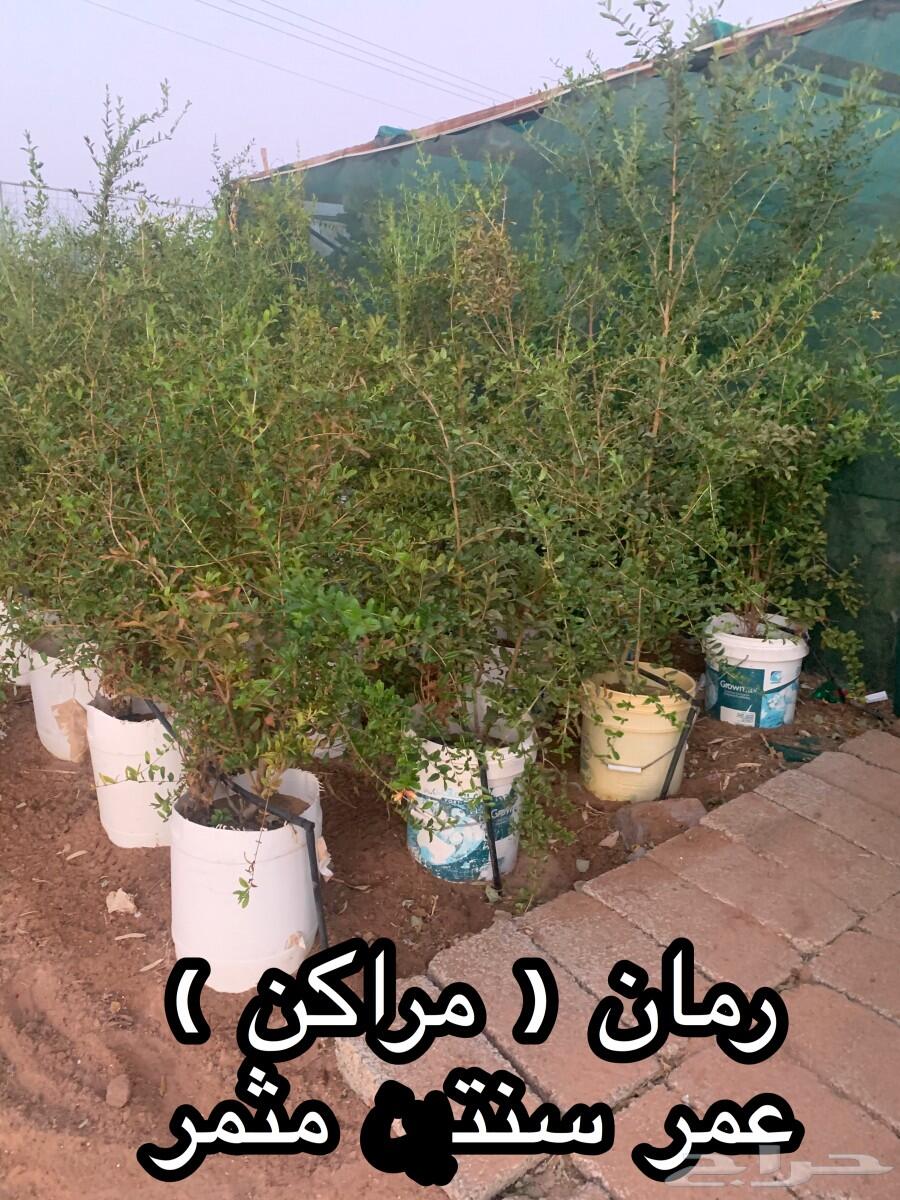 شتلات أشجار مثمرة وزينة