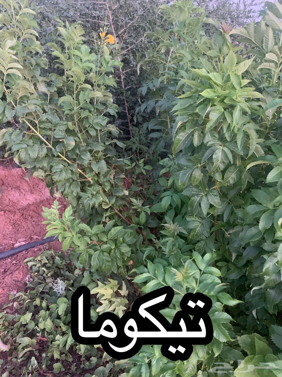 شتلات أشجار مثمرة وزينة