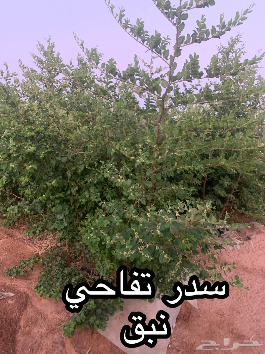 شتلات أشجار مثمرة وزينة