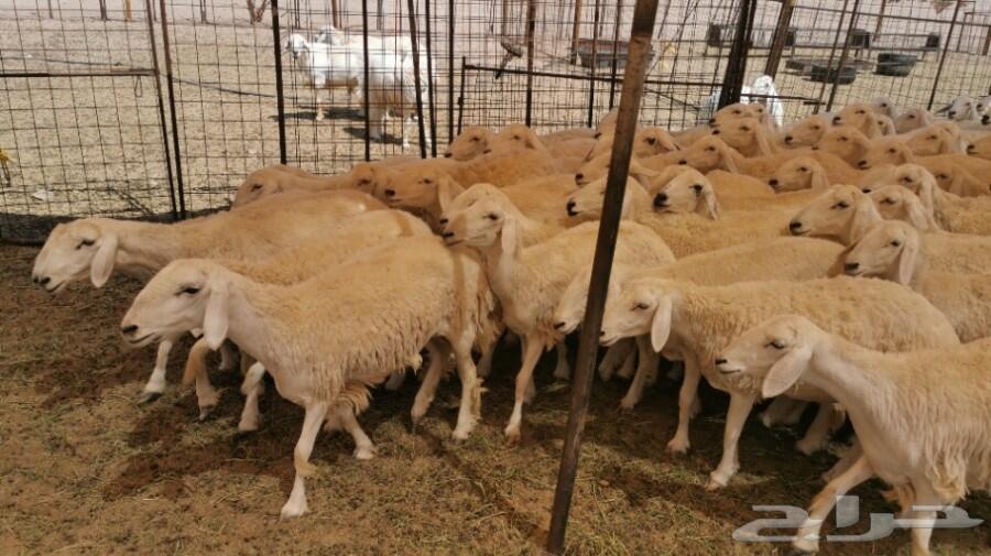 79 رخال حريات صنف منوة القناي