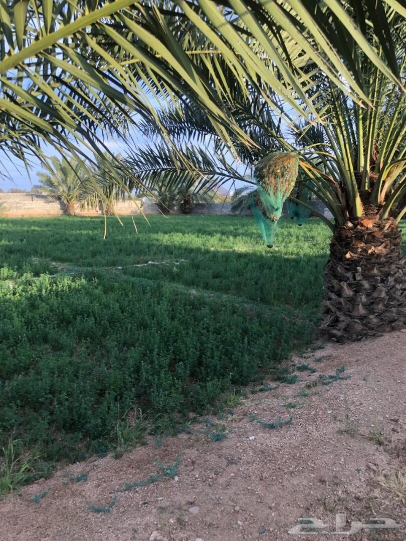 مزرعة ممتازة للبيع