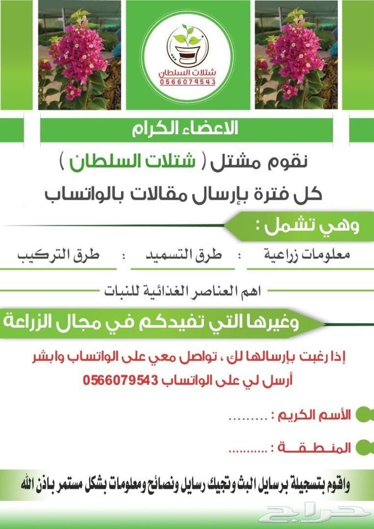 العرض الاقوى شتلات زراعيه تبدا من ريال ونصف