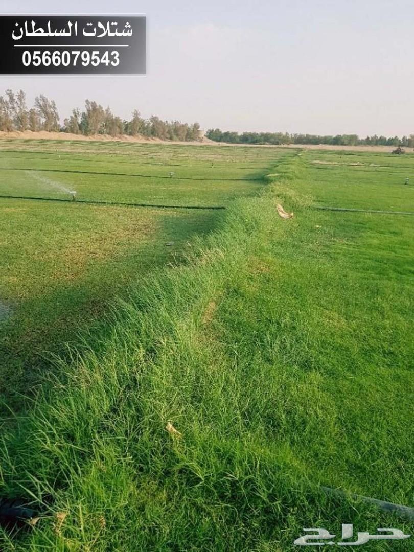 العرض الاقوى شتلات زراعيه تبدا من ريال ونصف