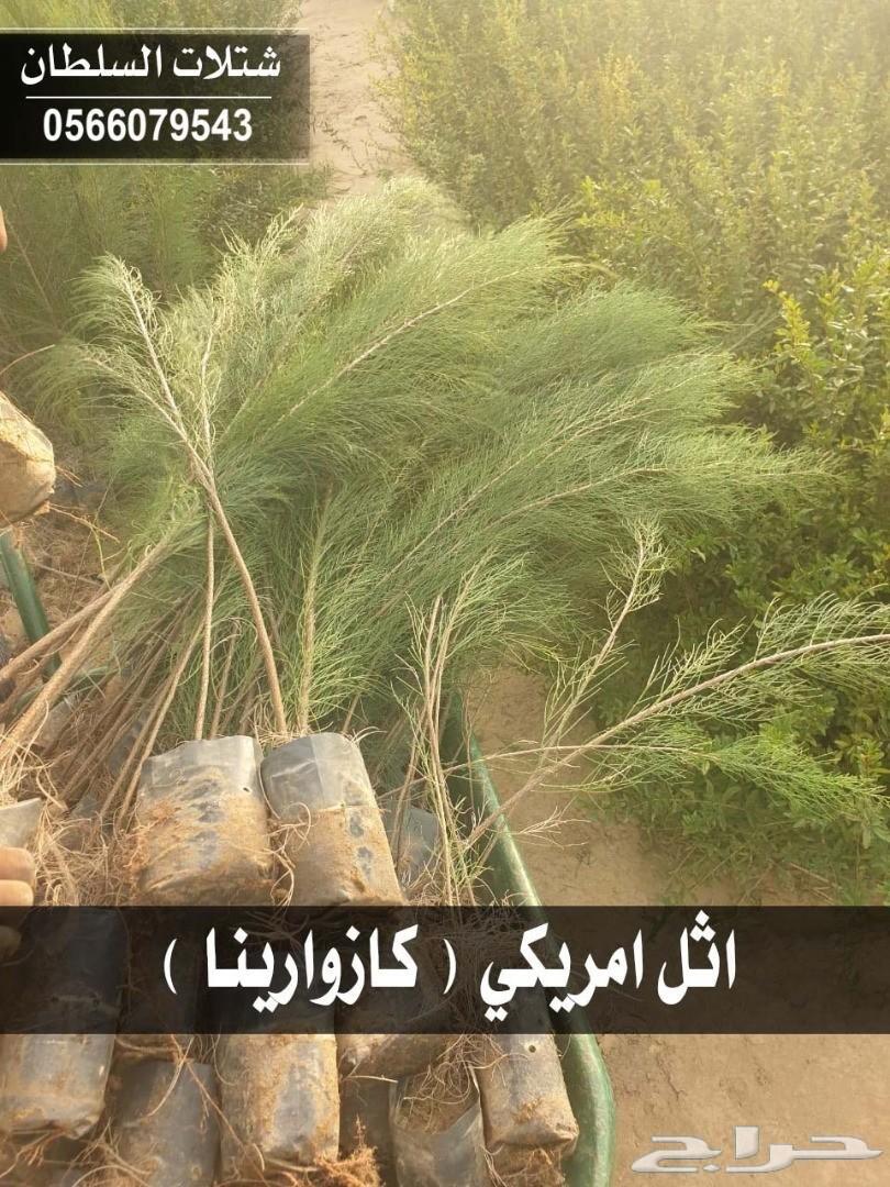العرض الاقوى شتلات زراعيه تبدا من ريال ونصف