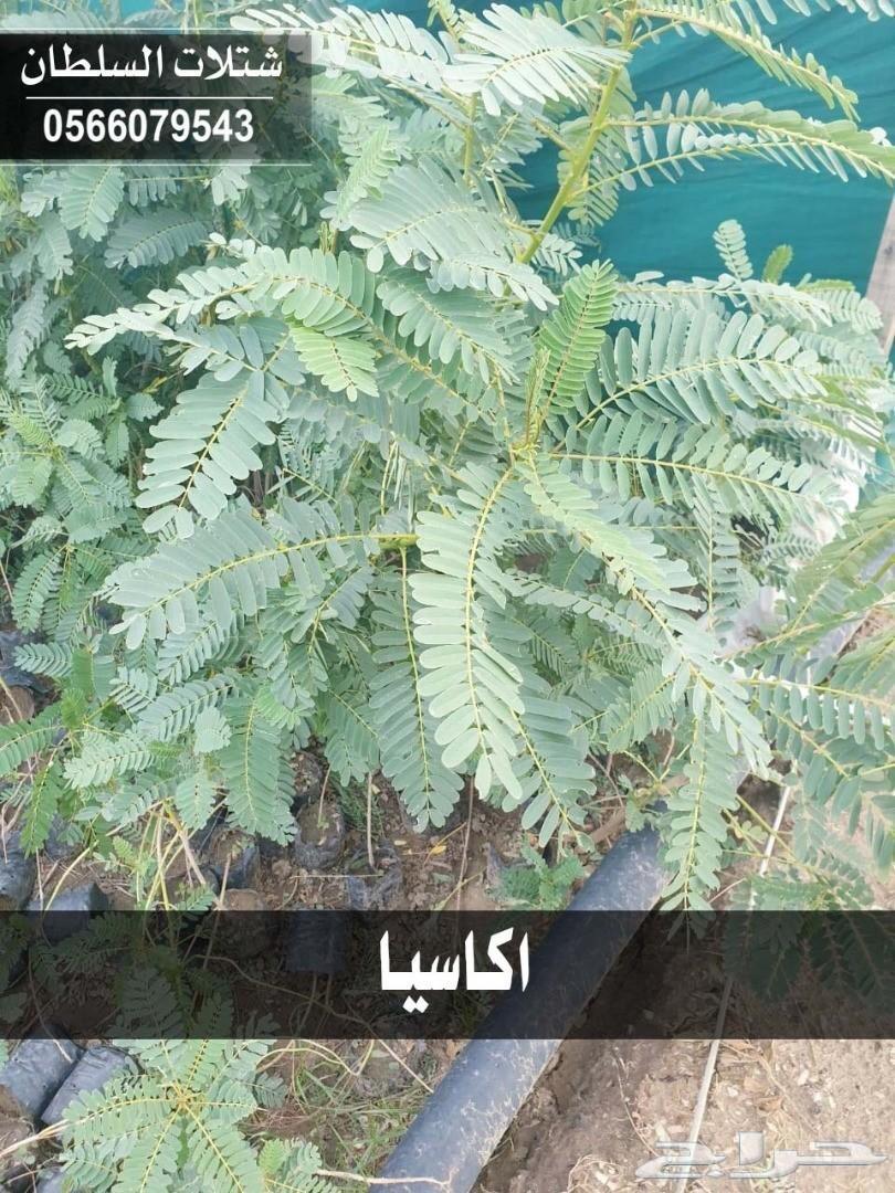 العرض الاقوى شتلات زراعيه تبدا من ريال ونصف