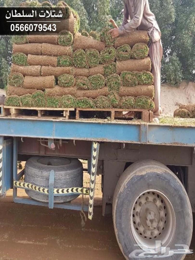 العرض الاقوى شتلات زراعيه تبدا من ريال ونصف