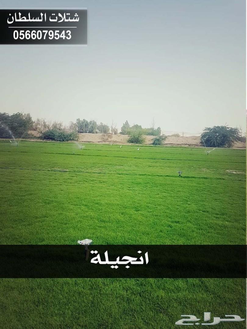 العرض الاقوى شتلات زراعيه تبدا من ريال ونصف