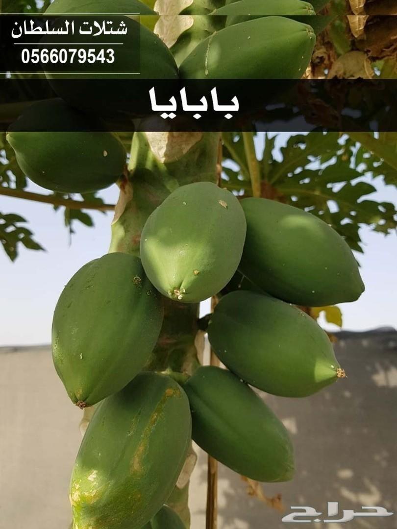 العرض الاقوى شتلات زراعيه تبدا من ريال ونصف
