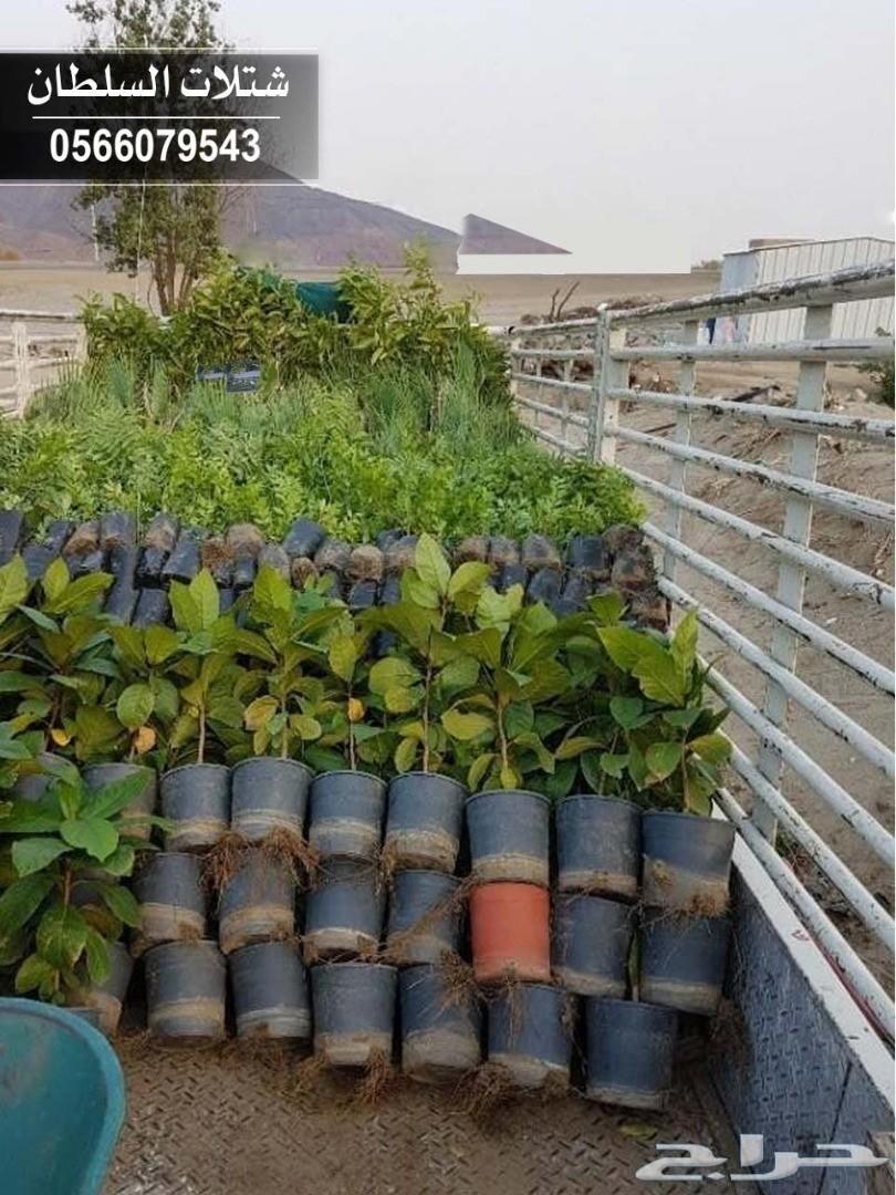 العرض الاقوى شتلات زراعيه تبدا من ريال ونصف