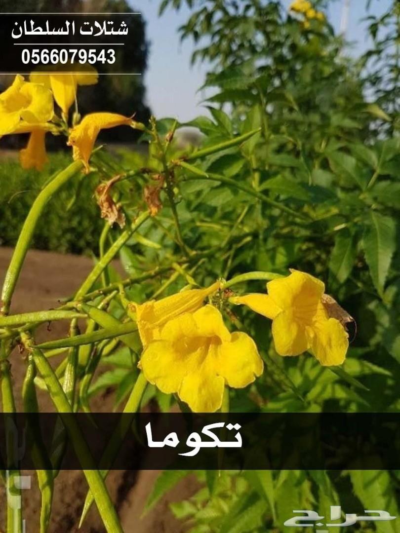 العرض الاقوى شتلات زراعيه تبدا من ريال ونصف