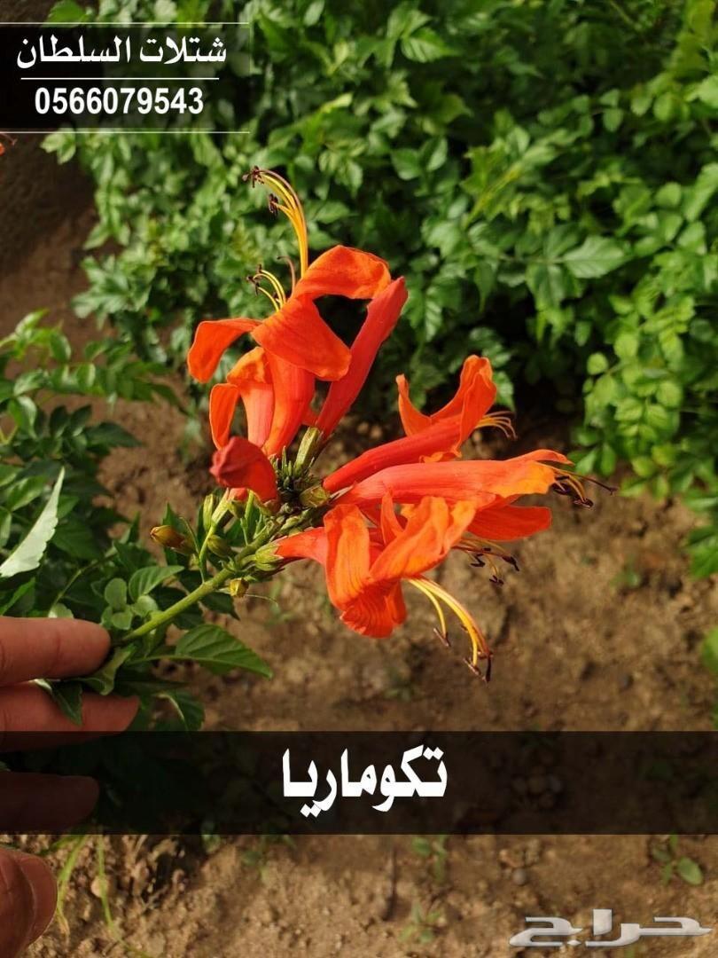 العرض الاقوى شتلات زراعيه تبدا من ريال ونصف