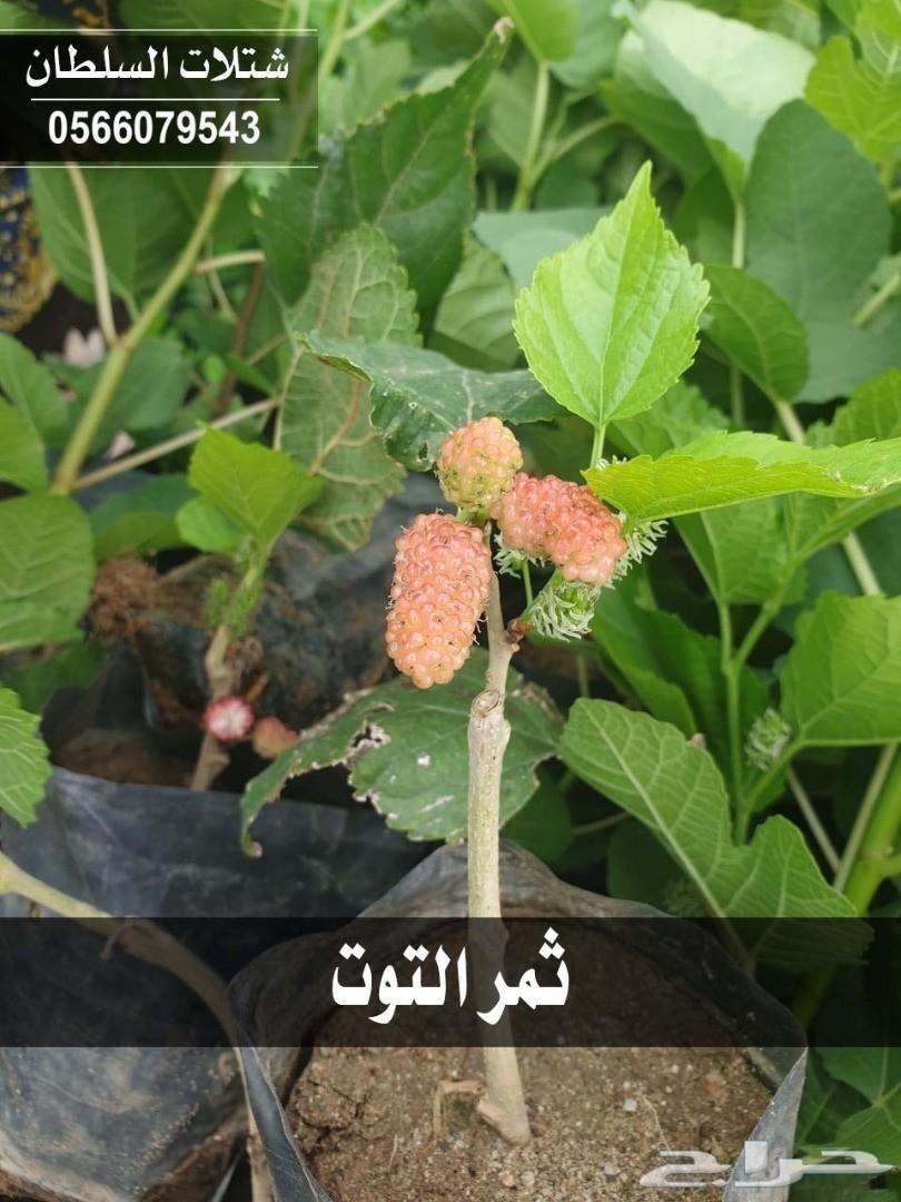 العرض الاقوى شتلات زراعيه تبدا من ريال ونصف