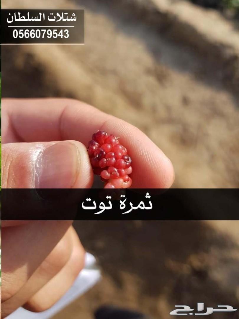 العرض الاقوى شتلات زراعيه تبدا من ريال ونصف