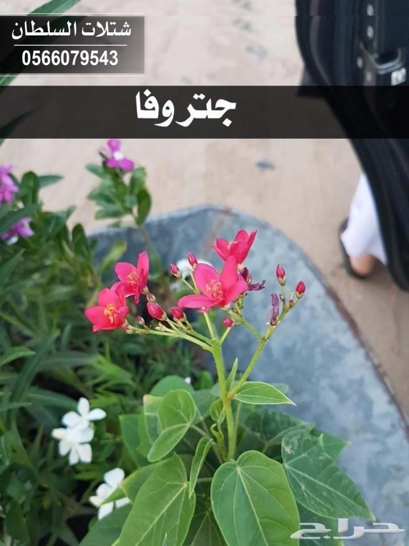 العرض الاقوى شتلات زراعيه تبدا من ريال ونصف