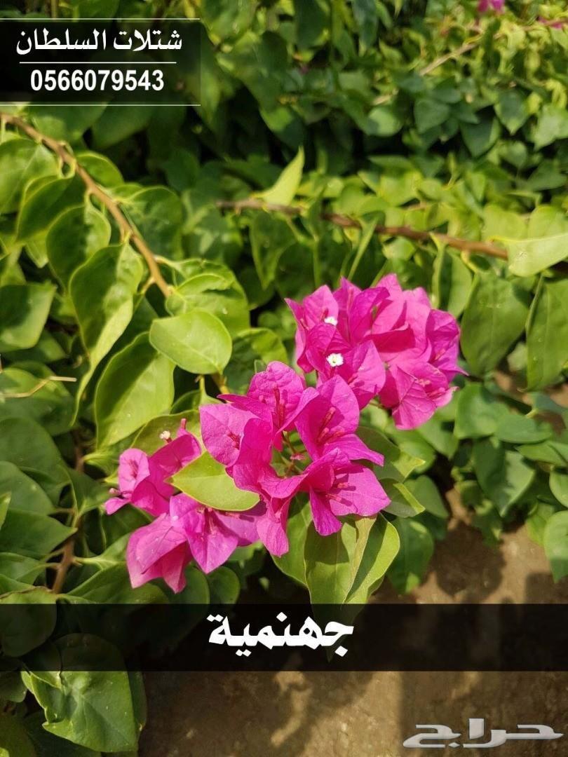 العرض الاقوى شتلات زراعيه تبدا من ريال ونصف