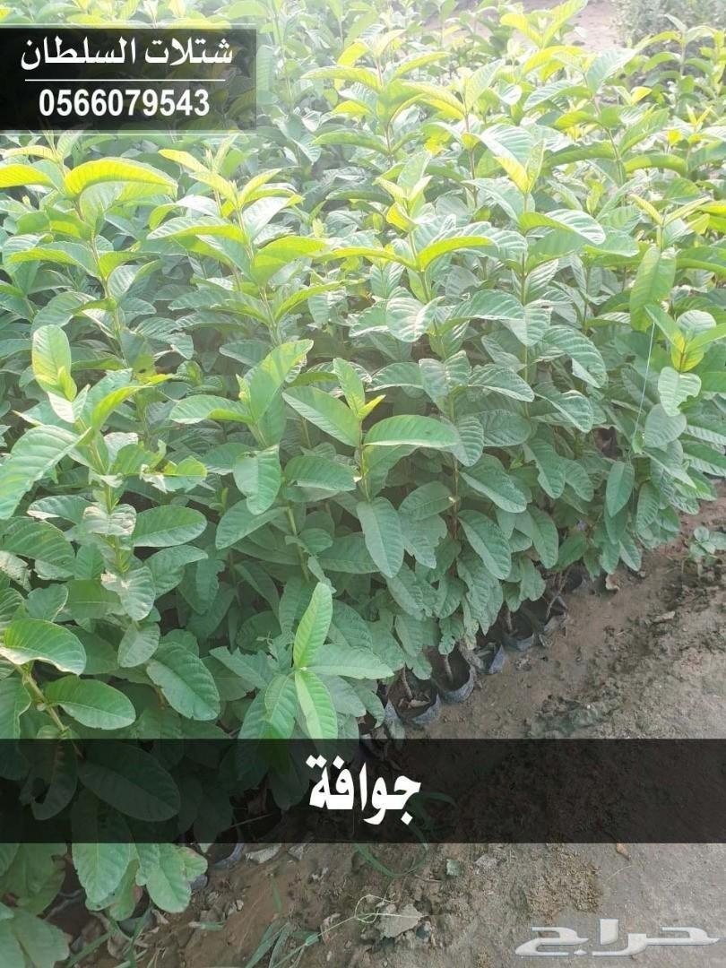 العرض الاقوى شتلات زراعيه تبدا من ريال ونصف