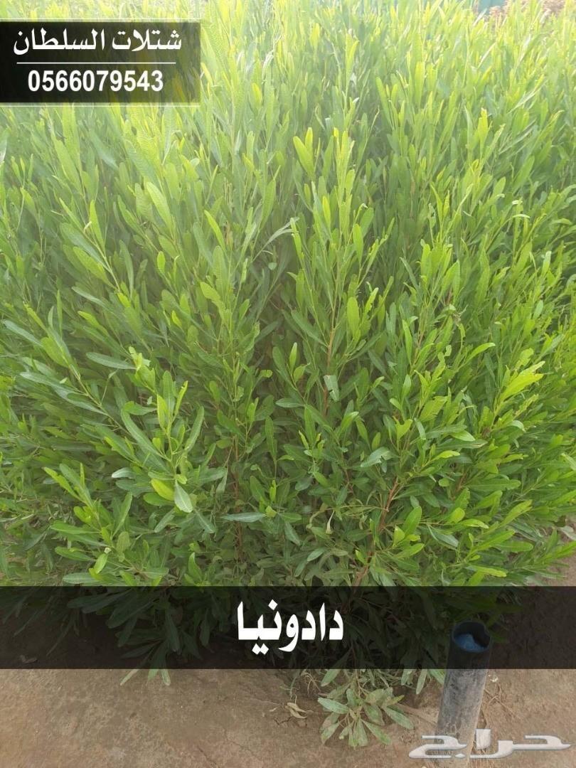 العرض الاقوى شتلات زراعيه تبدا من ريال ونصف