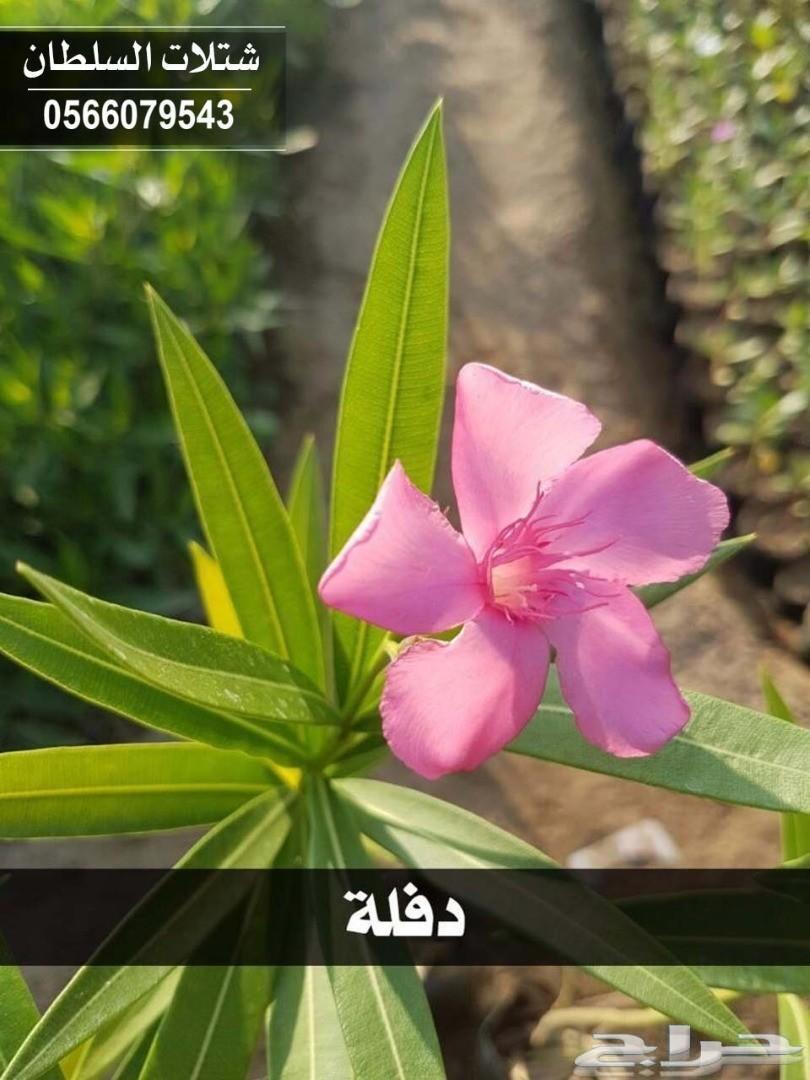 العرض الاقوى شتلات زراعيه تبدا من ريال ونصف
