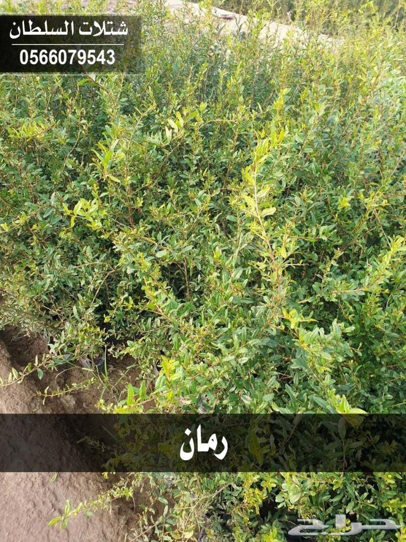العرض الاقوى شتلات زراعيه تبدا من ريال ونصف