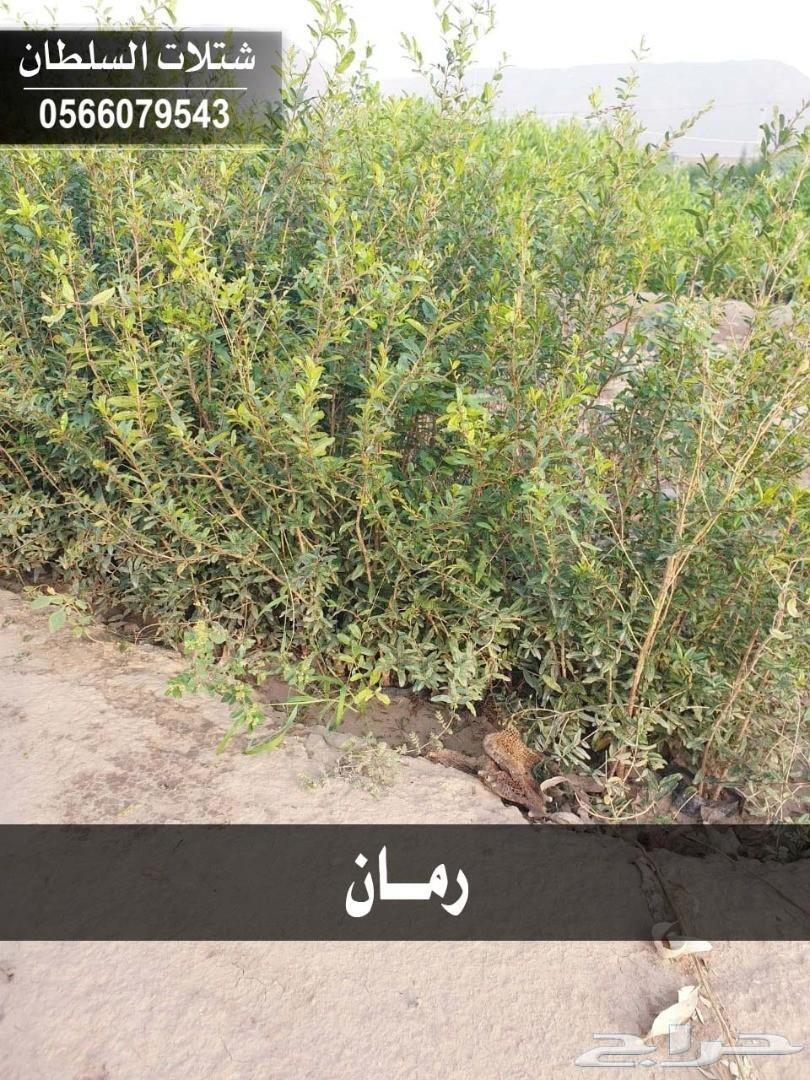 العرض الاقوى شتلات زراعيه تبدا من ريال ونصف