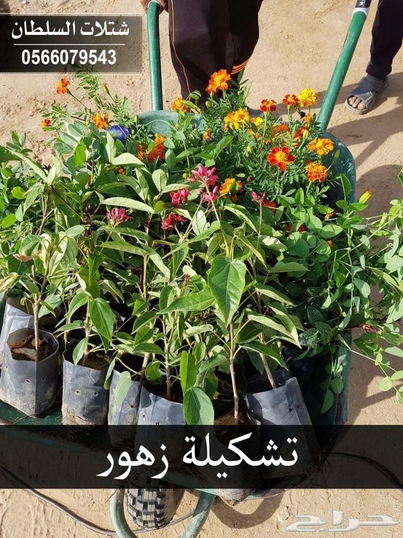 العرض الاقوى شتلات زراعيه تبدا من ريال ونصف