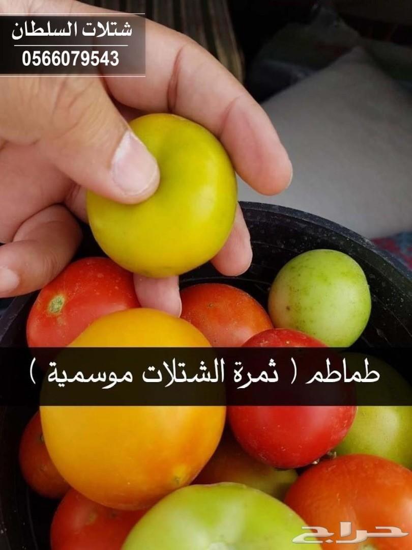 العرض الاقوى شتلات زراعيه تبدا من ريال ونصف