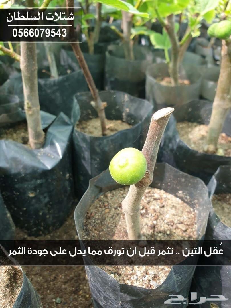 العرض الاقوى شتلات زراعيه تبدا من ريال ونصف