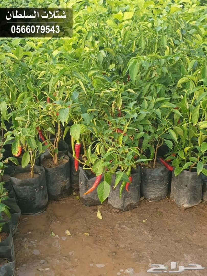 العرض الاقوى شتلات زراعيه تبدا من ريال ونصف