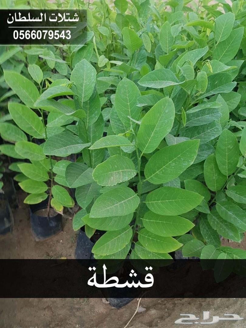 العرض الاقوى شتلات زراعيه تبدا من ريال ونصف