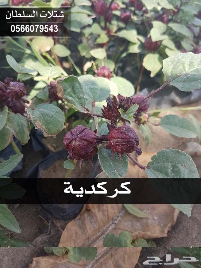 العرض الاقوى شتلات زراعيه تبدا من ريال ونصف