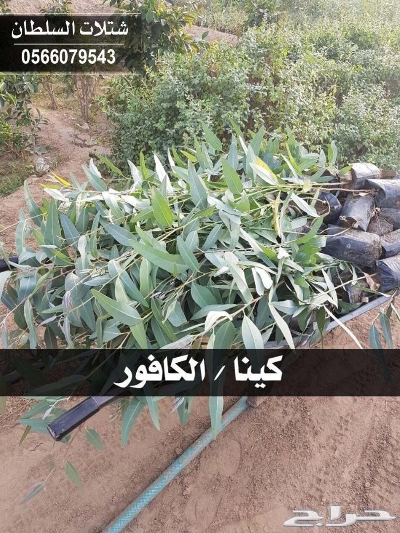 العرض الاقوى شتلات زراعيه تبدا من ريال ونصف
