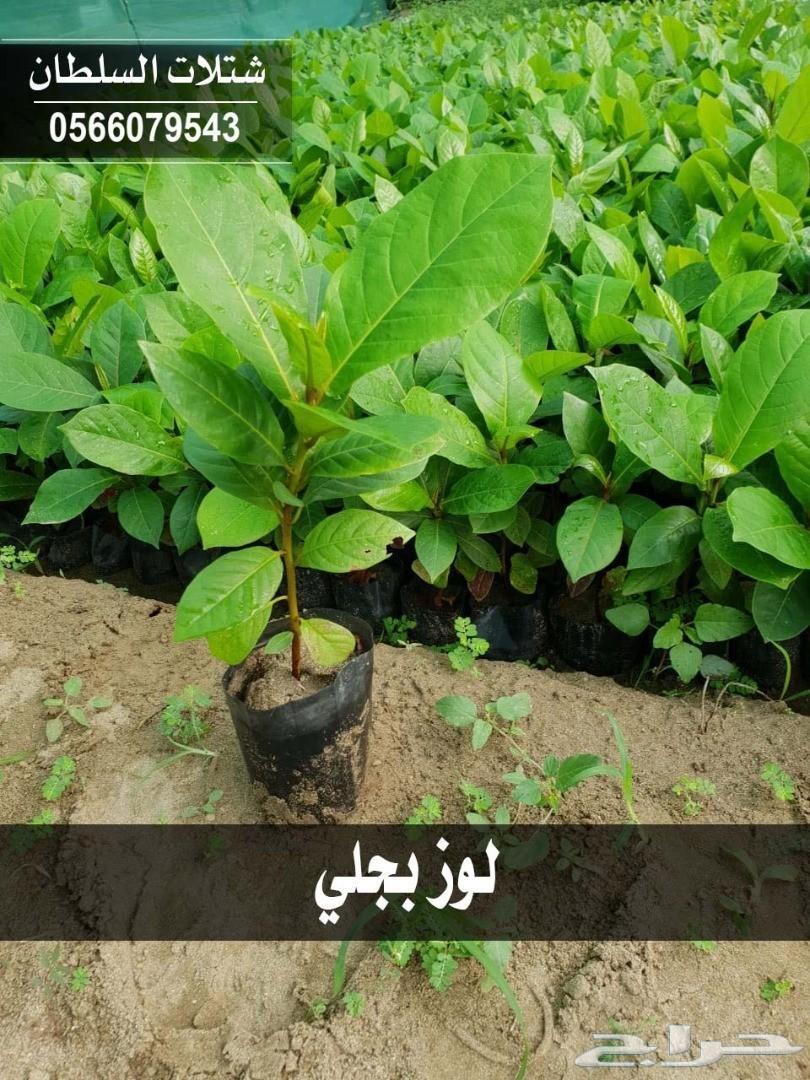 العرض الاقوى شتلات زراعيه تبدا من ريال ونصف