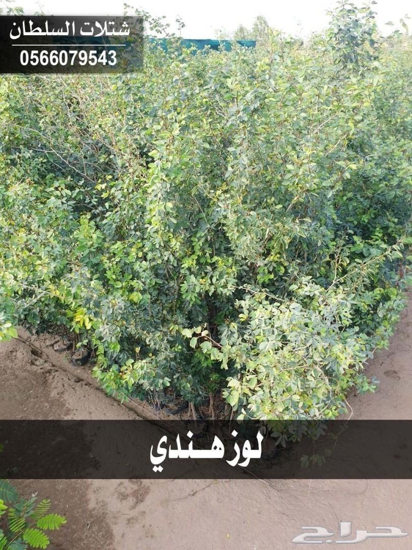 العرض الاقوى شتلات زراعيه تبدا من ريال ونصف