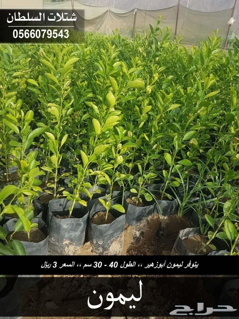 العرض الاقوى شتلات زراعيه تبدا من ريال ونصف