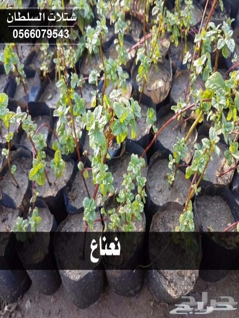 العرض الاقوى شتلات زراعيه تبدا من ريال ونصف