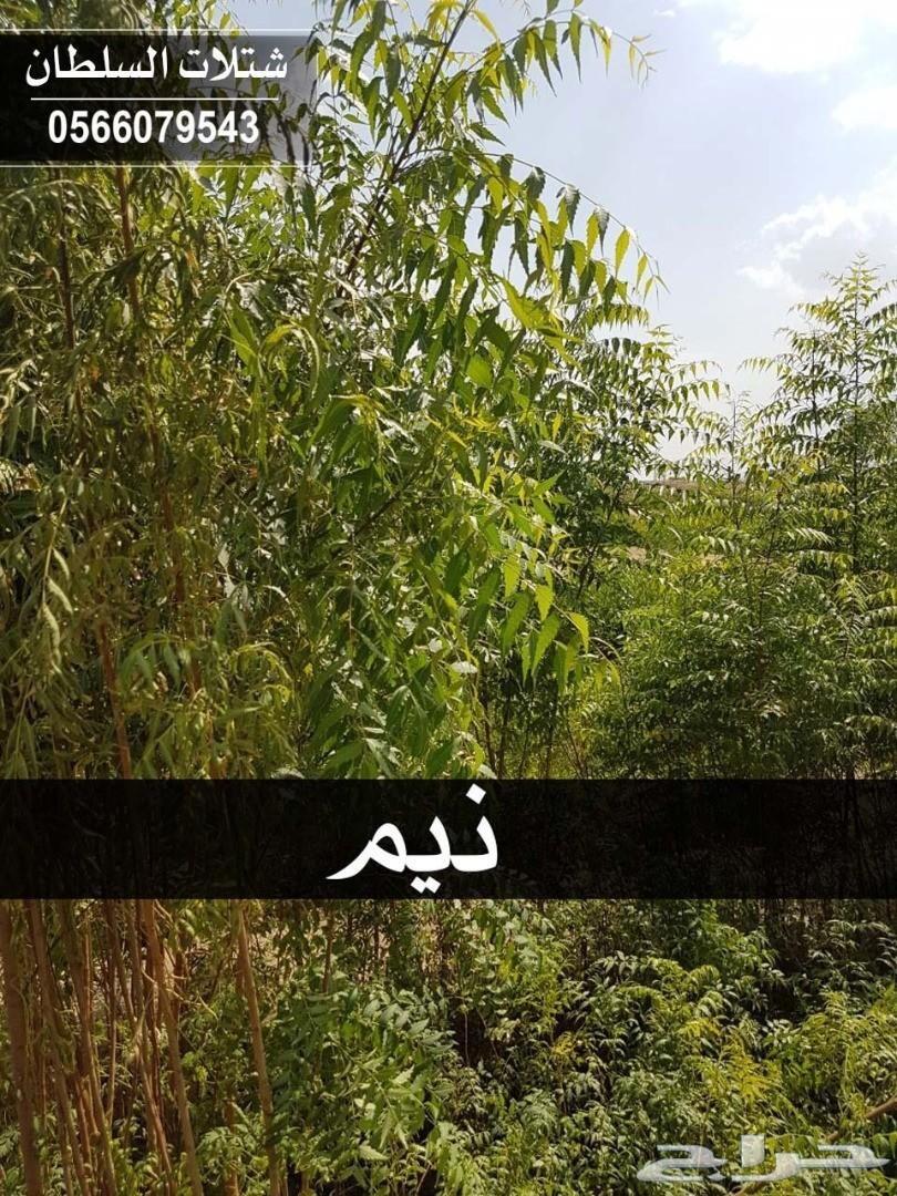 العرض الاقوى شتلات زراعيه تبدا من ريال ونصف