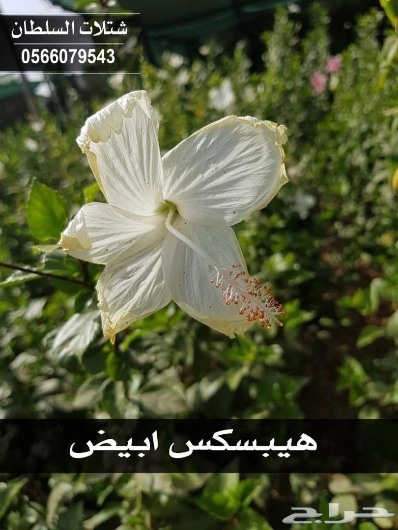 العرض الاقوى شتلات زراعيه تبدا من ريال ونصف