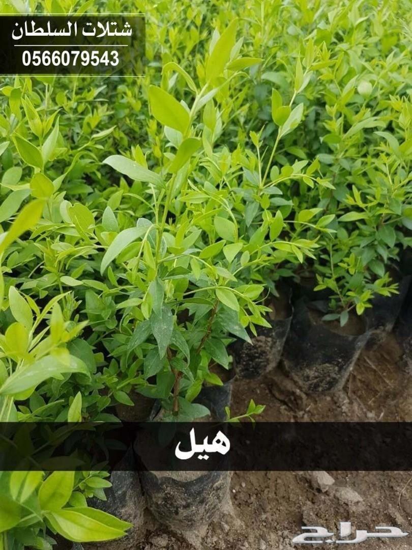 العرض الاقوى شتلات زراعيه تبدا من ريال ونصف